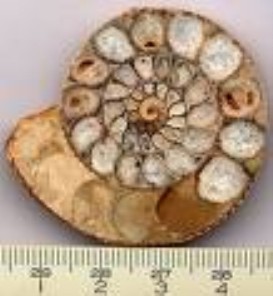 Ammonites - Morocco