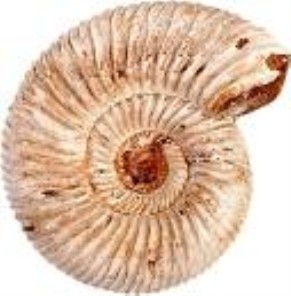 Ammonites - USA