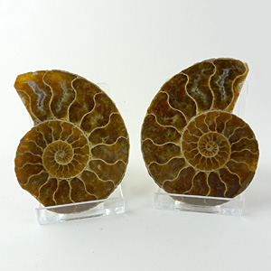 Ammonites (per pair) - Madagascar