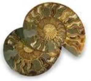 Ammonites (polished, per pair)