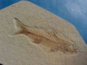 Fossil Fish - USA (large)