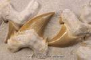 Shark Teeth USA (Megalodon)