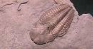 Trilobites USA
