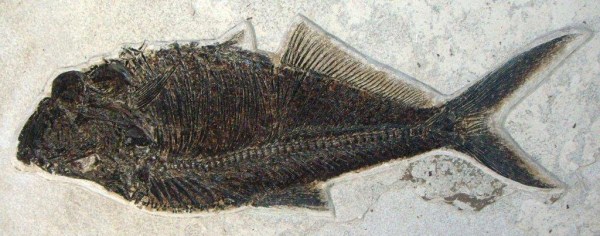 Big Fossil Fish